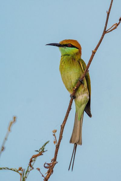 Smaragdspint / Little Green Bee-eater