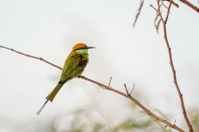 Smaragdspint / Little Green Bee-eater