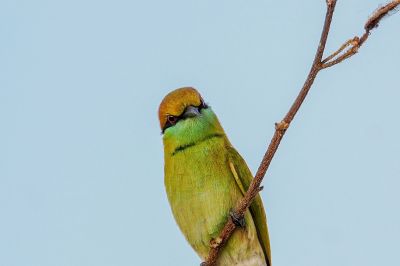 Smaragdspint / Little Green Bee-eater