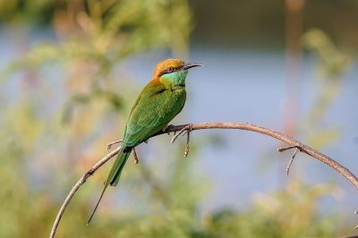 Smaragdspint / Little Green Bee-eater
