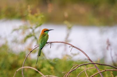 Smaragdspint / Little Green Bee-eater