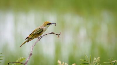 Smaragdspint (J) / Little Green Bee-eater