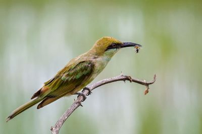 Smaragdspint (J) / Little Green Bee-eater