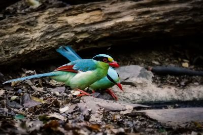 Jagdelster / Common Green Magpie