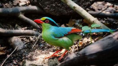 Jagdelster / Common Green Magpie