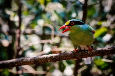 Jagdelster / Common Green Magpie