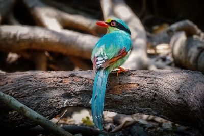 Jagdelster / Common Green Magpie