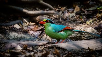 Jagdelster / Common Green Magpie