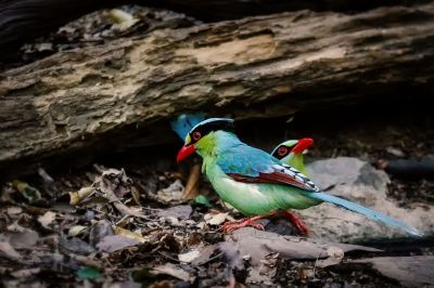 Jagdelster / Common Green Magpie