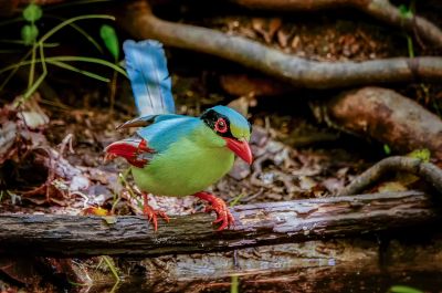 Jagdelster / Common Green Magpie