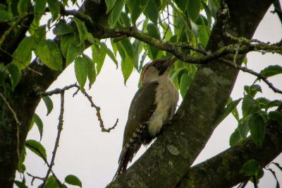 Grünspecht / Green Woodpecker