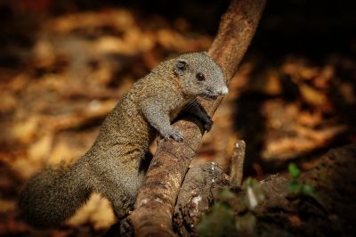 Graubauchhörnchen / Grey-bellied Squirrel