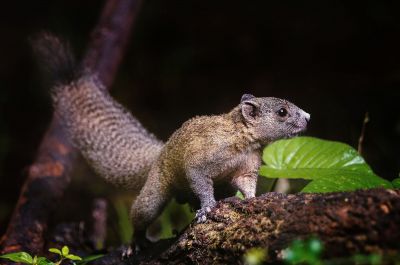 Graubauchhörnchen / Grey-bellied Squirrel