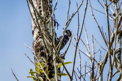 Grauscheitelspecht / Grey-capped Pygmy Woodpecker