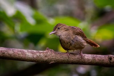 Grauaugenbülbül / Grey-eyed Bulbul