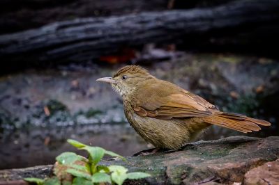 Grauaugenbülbül / Grey-eyed Bulbul