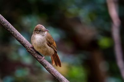 Grauaugenbülbül / Grey-eyed Bulbul