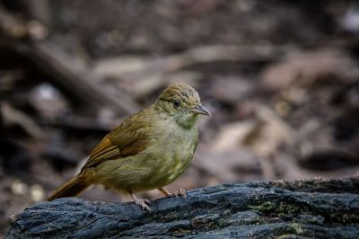 Grauaugenbülbül / Grey-eyed Bulbul