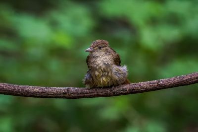 Grauaugenbülbül / Grey-eyed Bulbul