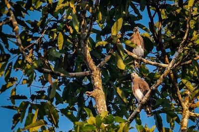 Graukopfseeadler / Grey-headed fish eagle