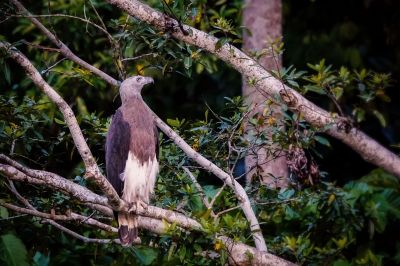 Graukopf Seeadler / NEAR THREATENED