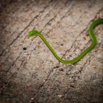 Grüne Peitschennatter - Grüner Baumschnüffler / Oriental Whip Snake - Asian vine snake