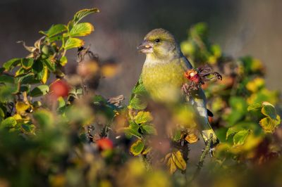 Grünfink - Grünling / European Greenfinch