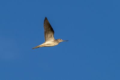 Grünschenkel / Common Greenshank