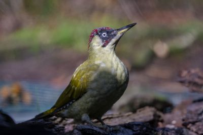 Grünspecht / Green Woodpecker