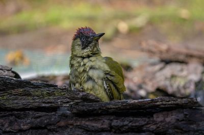 Grünspecht / Green Woodpecker