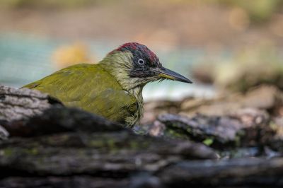 Grünspecht / Green Woodpecker