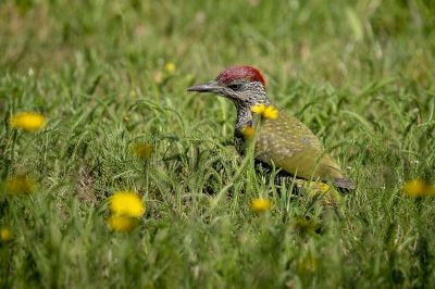 Grünspecht (juv) / European Green Woodpecker