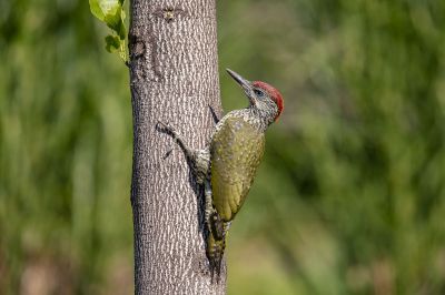 Grünspecht (juv) / European Green Woodpecker