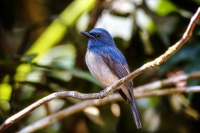 Hainanblauschnäpper (M) / Hainan Blue-Flycatcher