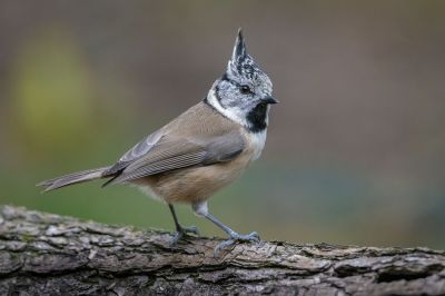 Haubenmeise / Crested Tit