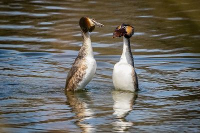 Haubentaucher beim Balzen / Great Crested Grebe