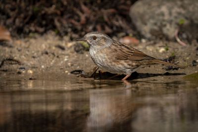 Heckenbraunelle / Dunnock