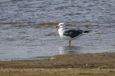 Heringsöwe /Lesser Black-backed Gull