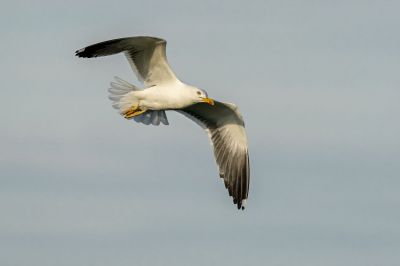 Heringsöwe /Lesser Black-backed Gull