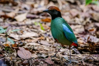 Kappenpitta / Hooded Pitta