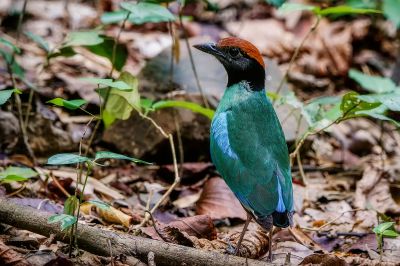 Kappenpitta / Hooded Pitta