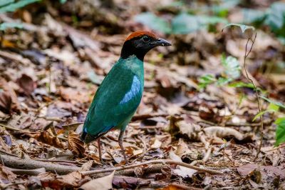 Kappenpitta / Hooded Pitta