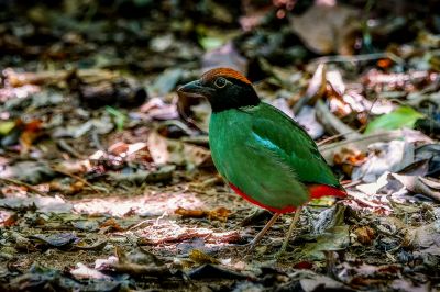 Kappenpitta / Hooded Pitta