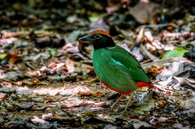 Kappenpitta / Hooded Pitta