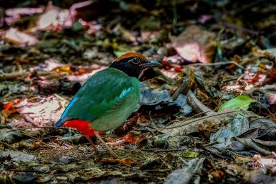 Kappenpitta / Hooded Pitta