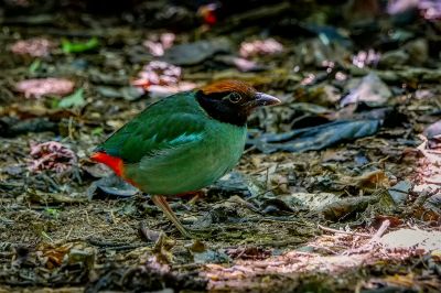 Kappenpitta / Hooded Pitta
