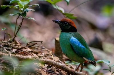 Kappenpitta / Hooded Pitta