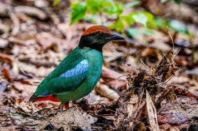 Kappenpitta / Hooded Pitta