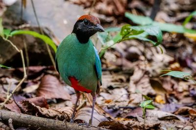 Kappenpitta / Hooded Pitta