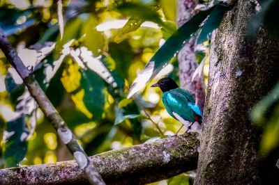 Kappenpitta (muelleri) / Hooded Pitta